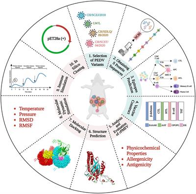 Designing a multi-epitope vaccine to control porcine epidemic diarrhea virus infection using immunoinformatics approaches